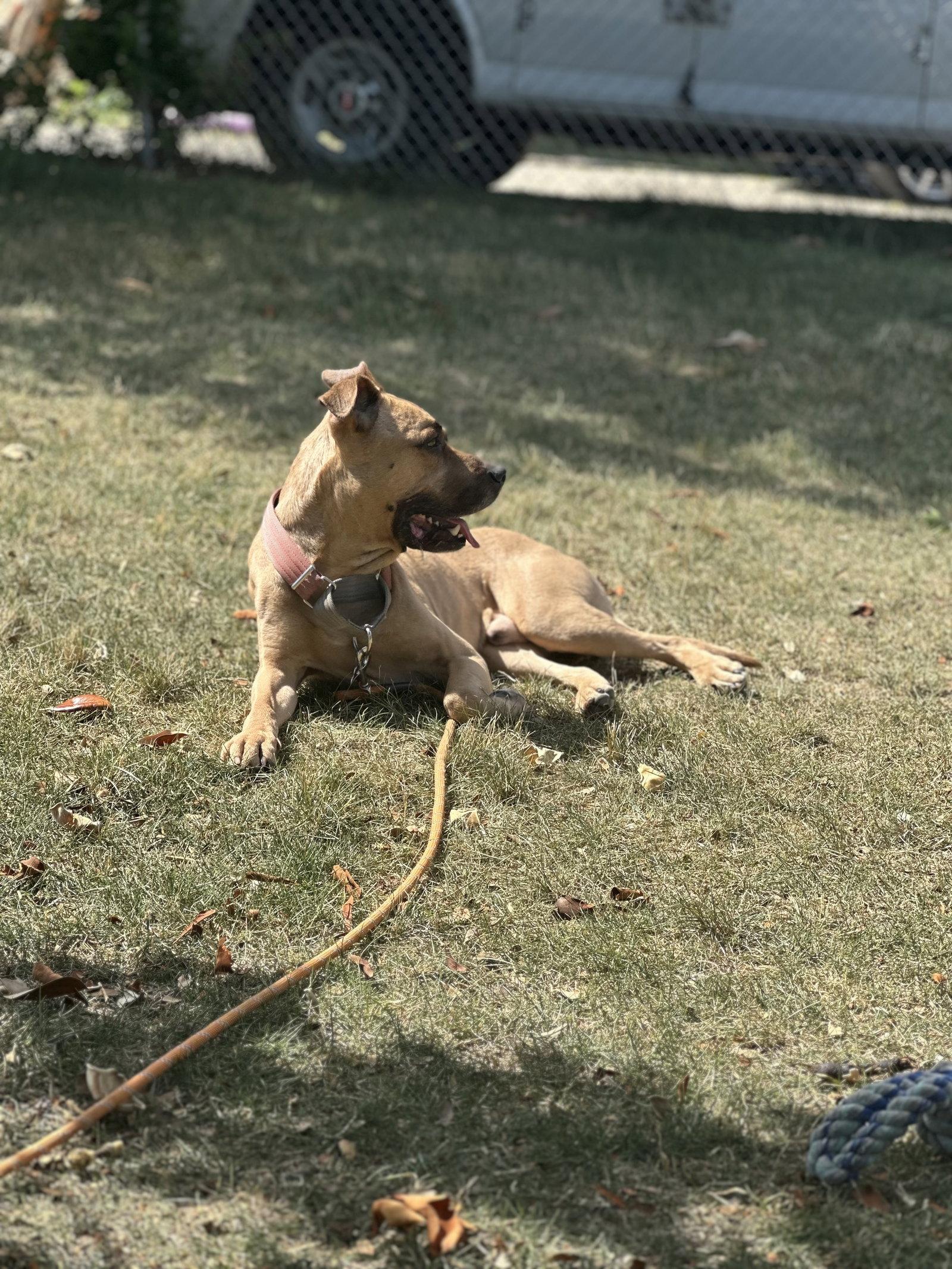 Enlarge Lucky, a Adoptable Pit Bull Terrier in Herndon, VA image 1/3