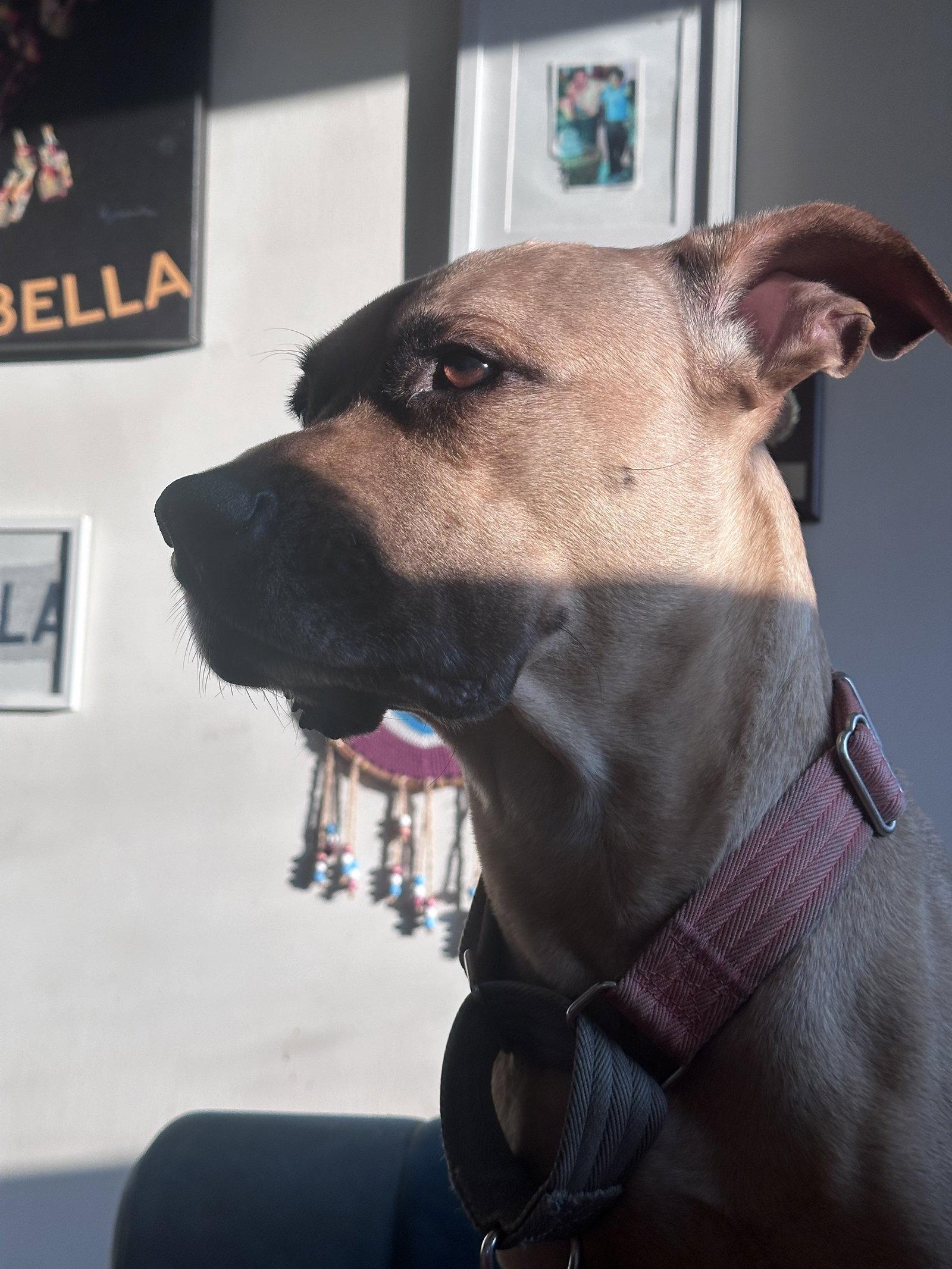 Enlarge Lucky, a Adoptable Pit Bull Terrier in Herndon, VA image 2/3