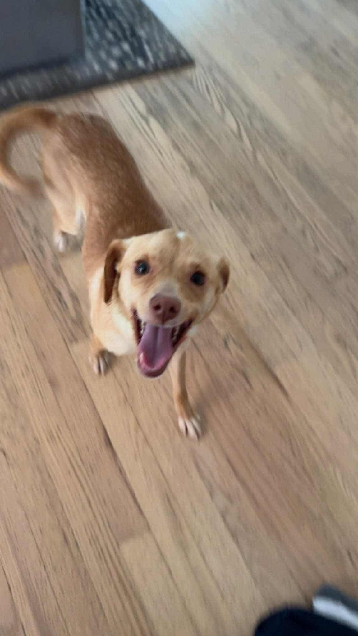 Travis, a Adopted mixed breed in Parker, CO image 1/2