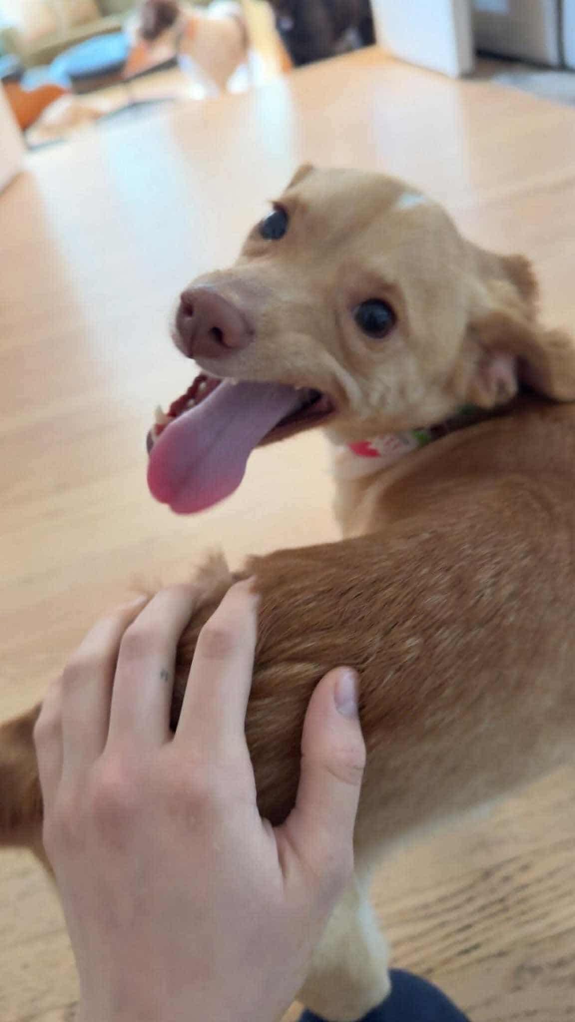 Travis, a Adopted mixed breed in Parker, CO image 2/2