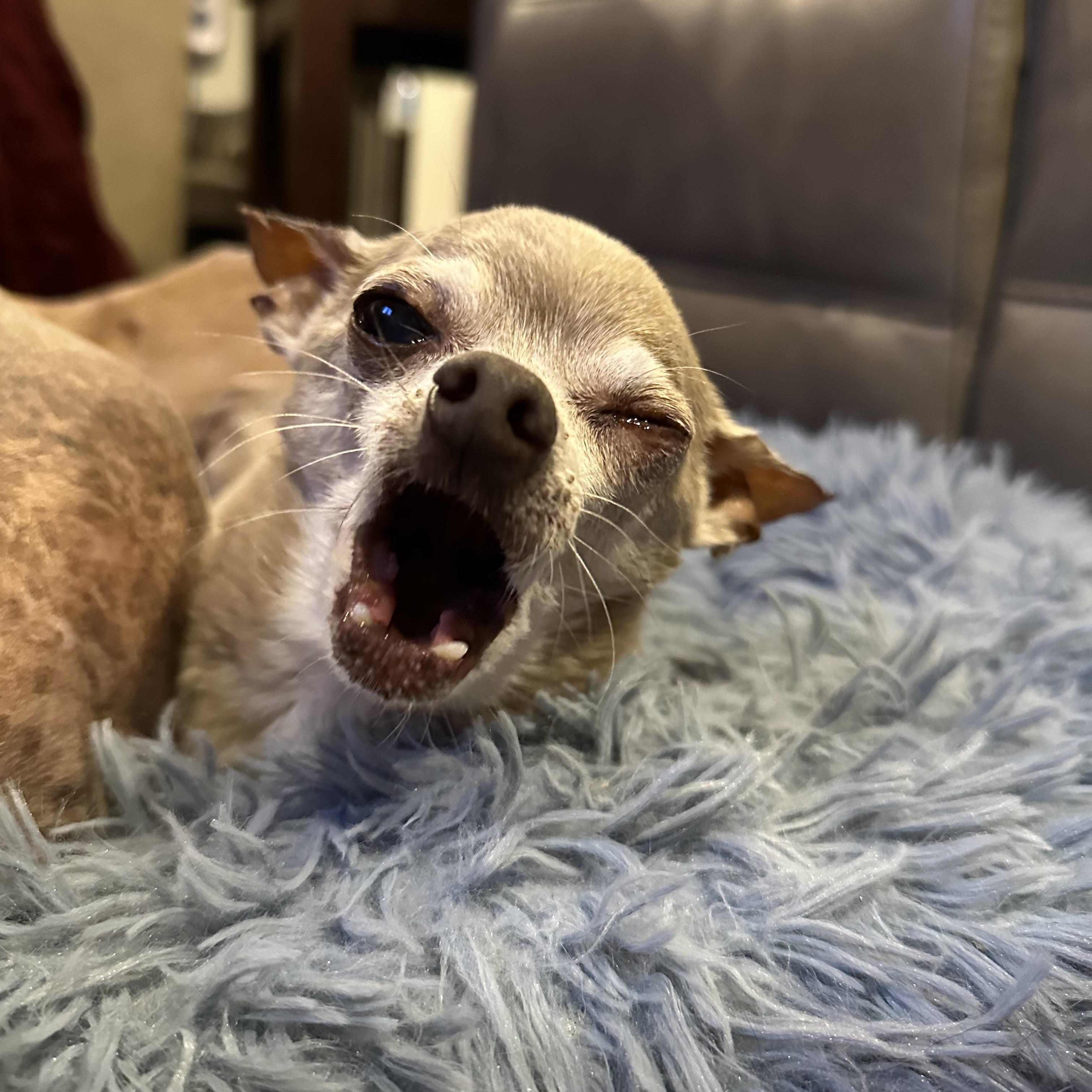 Enlarge Kuzco, a Adoptable Chihuahua in Cypress, TX image 4/6