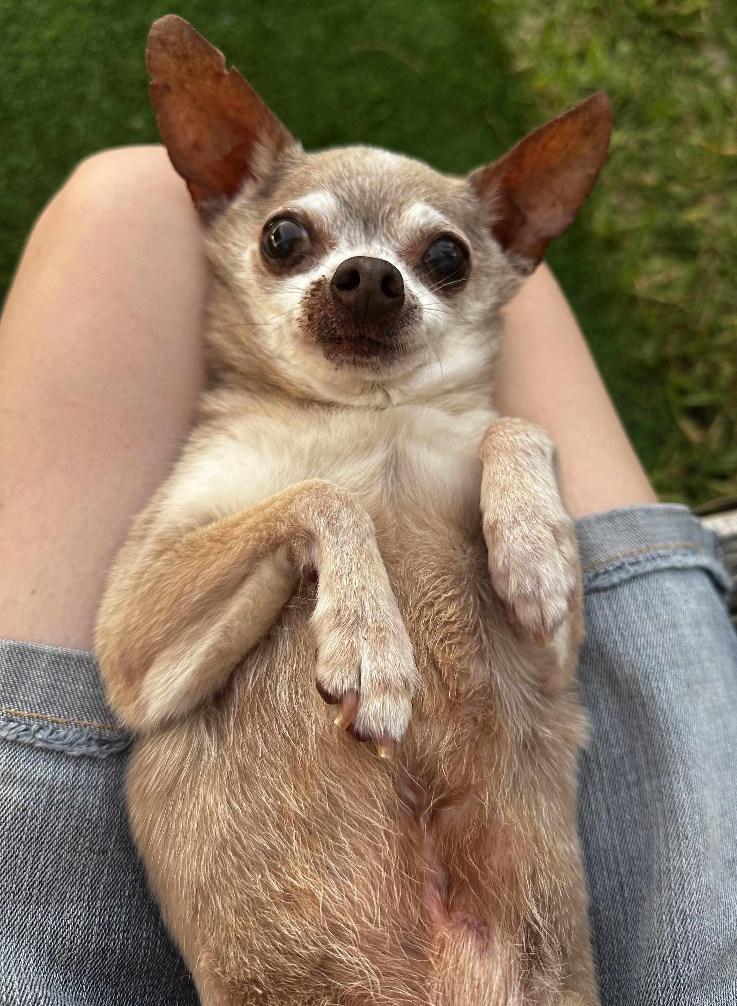 Enlarge Kuzco, a Adoptable Chihuahua in Cypress, TX image 2/6