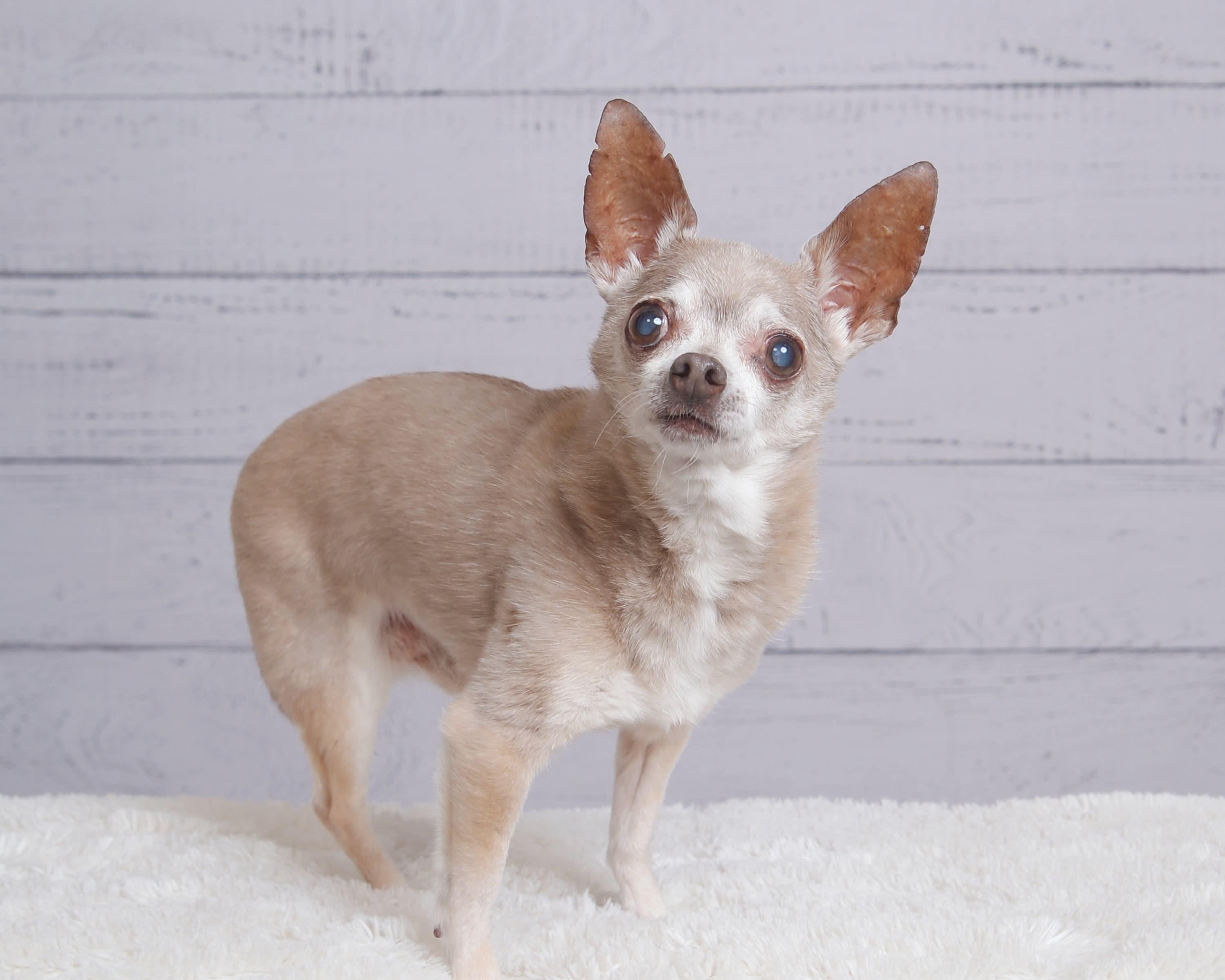 Kuzco, Adoptable, Senior Male Chihuahua.