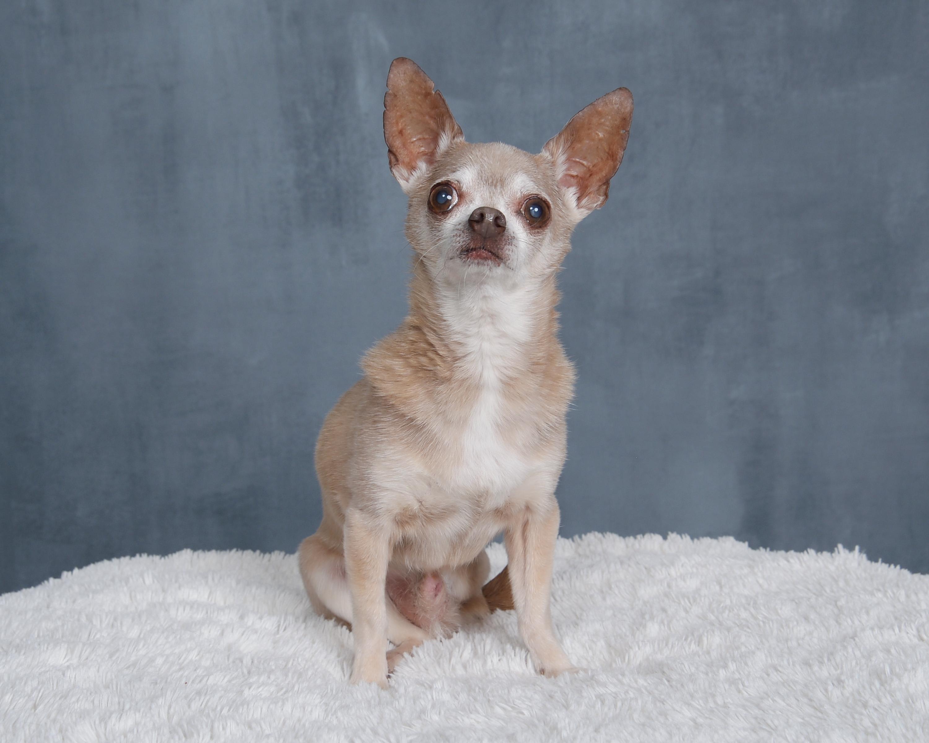 Enlarge Kuzco, a Adoptable Chihuahua in Cypress, TX image 5/6