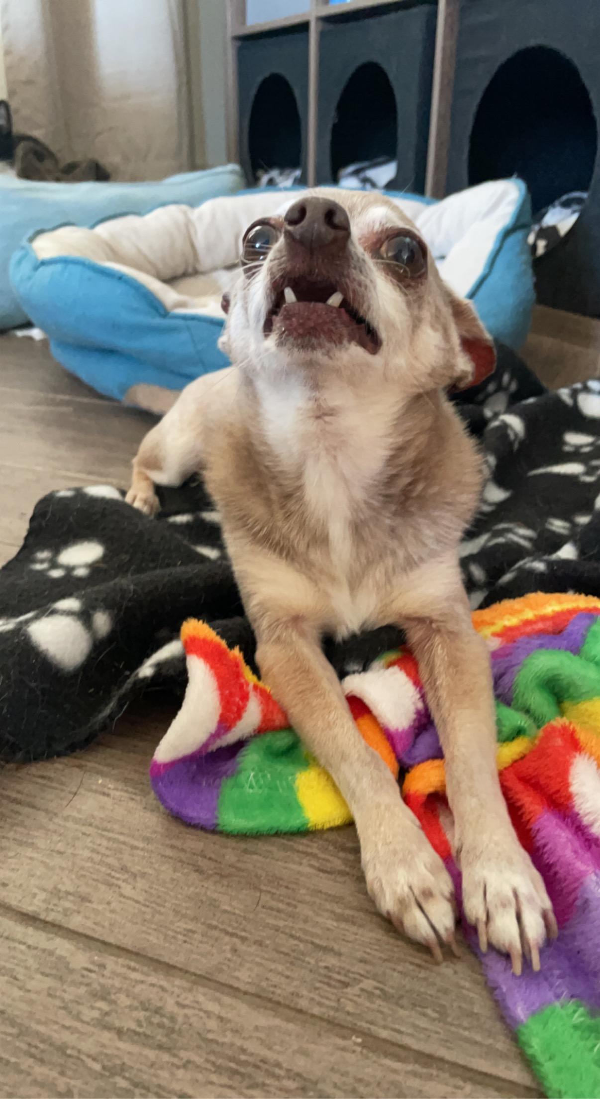 Enlarge Kuzco, a Adoptable Chihuahua in Cypress, TX image 3/6