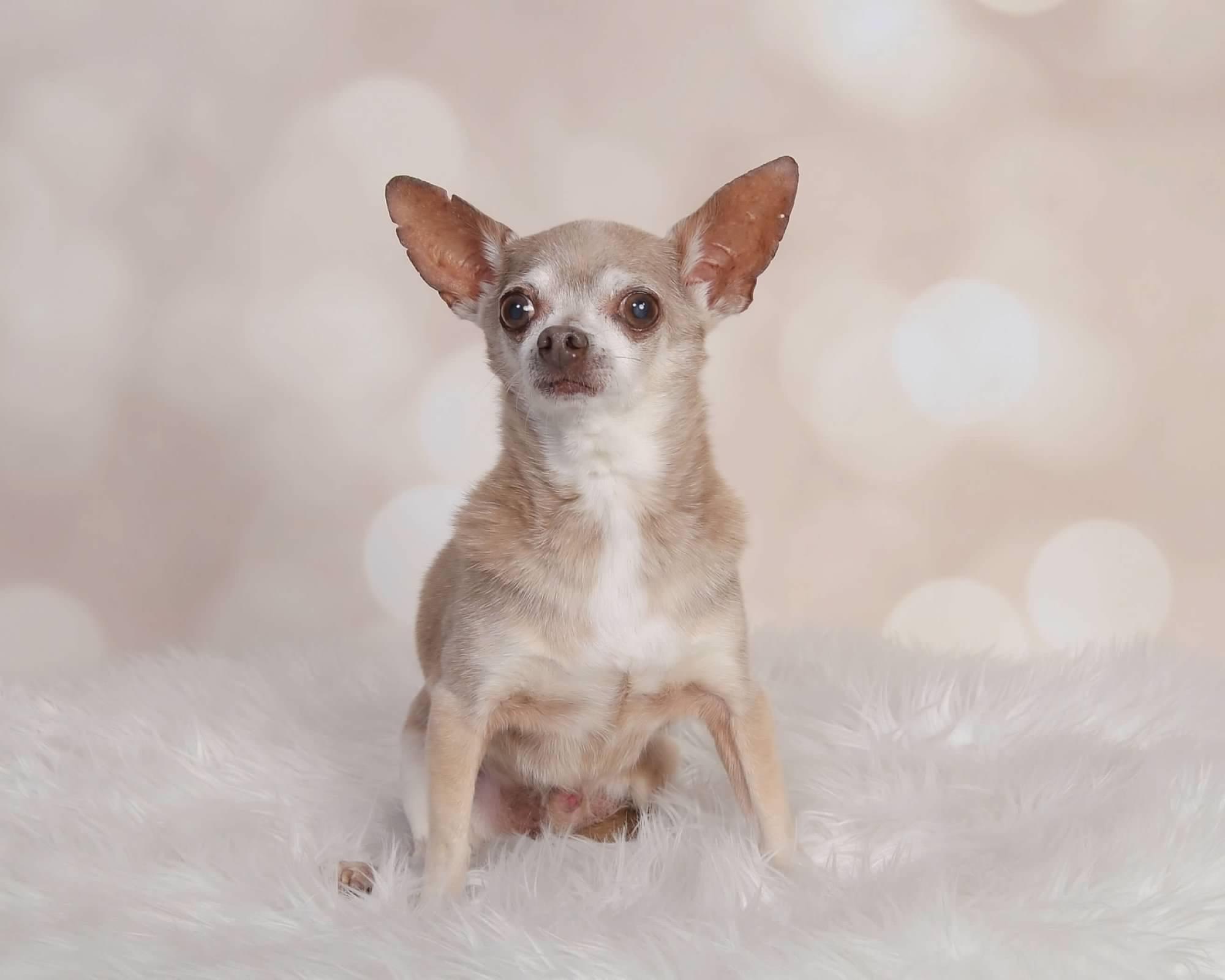 Enlarge Kuzco, a Adoptable Chihuahua in Cypress, TX image 6/6