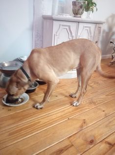 Daisy, a Adopted mixed breed in DeFuniak Springs, FL image 1/2