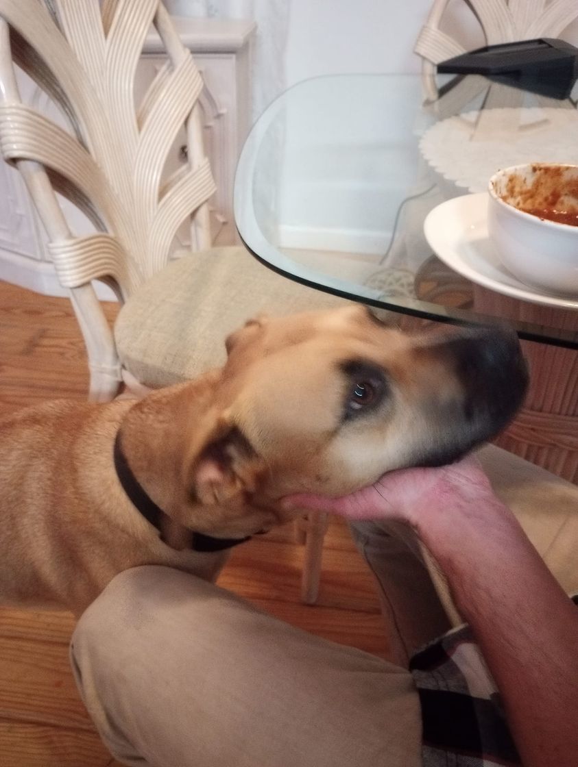 Daisy, a Adopted mixed breed in DeFuniak Springs, FL image 2/2