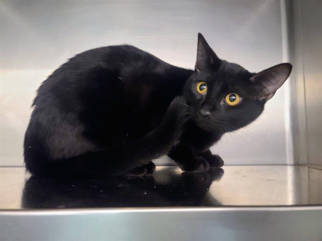 PRADA, Adoptable, Kitten Female Domestic Short Hair.