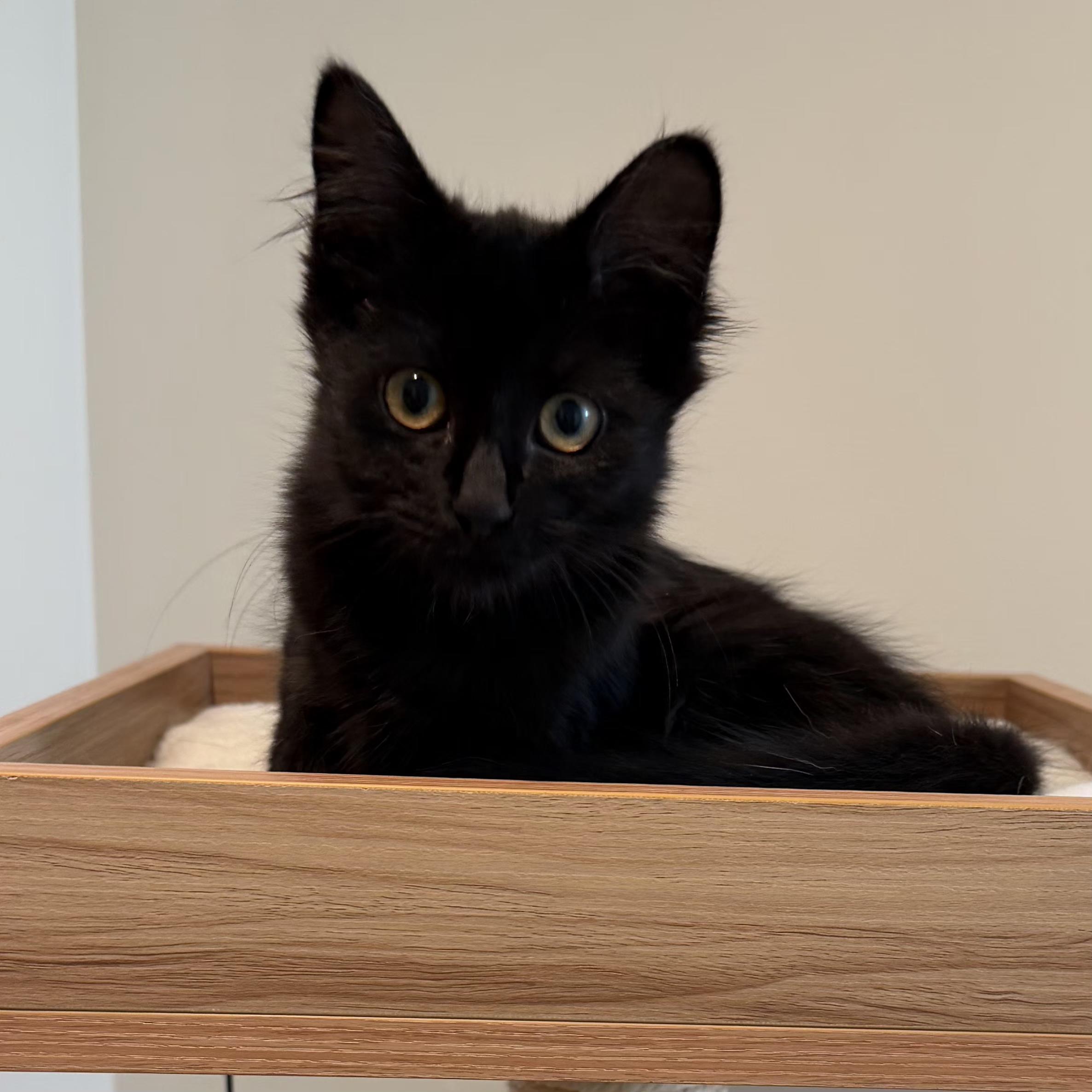Kora, adopted, Kitten Female Domestic Long Hair.