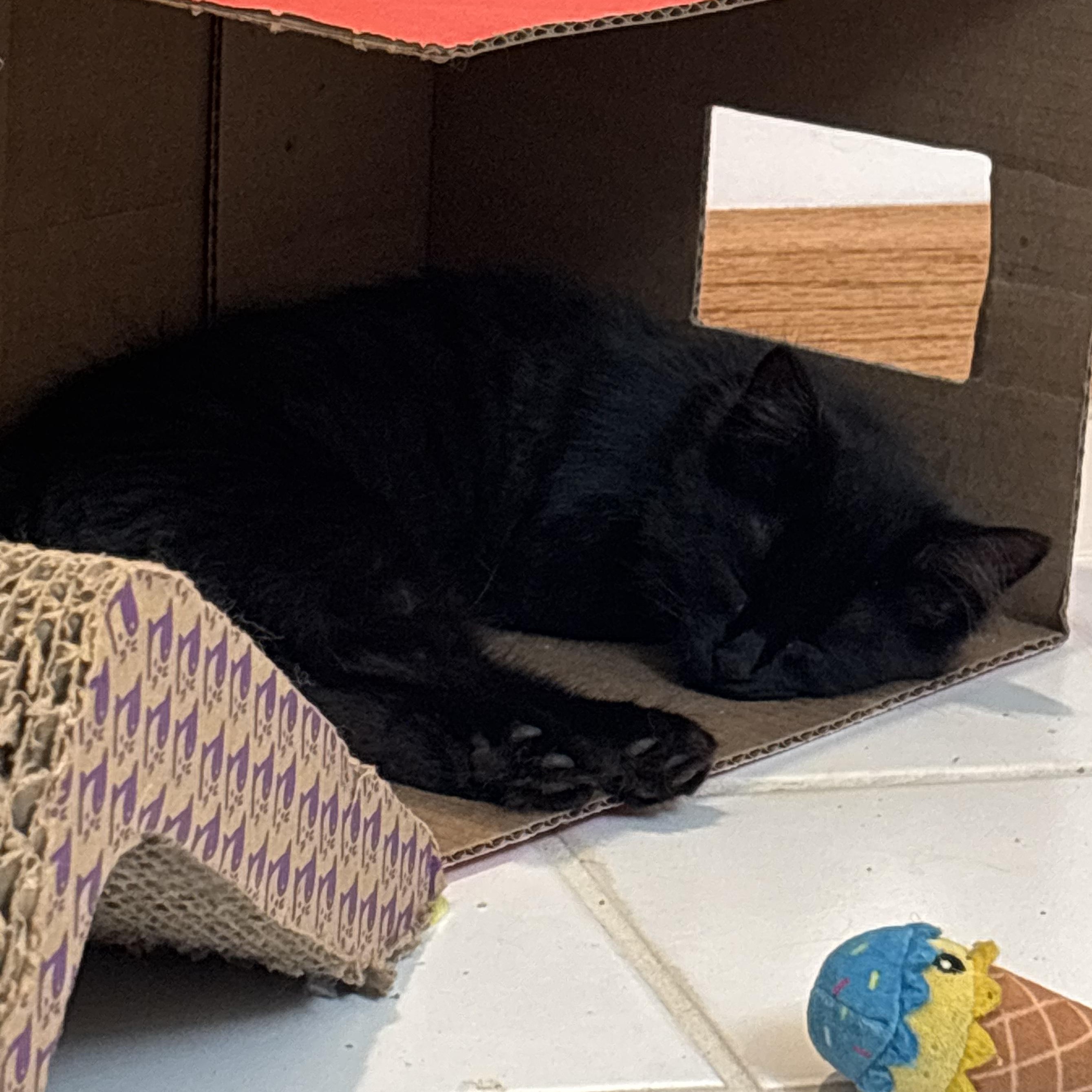 Kora, an adopted Domestic Long Hair in Grand Rapids, MI image 2/2