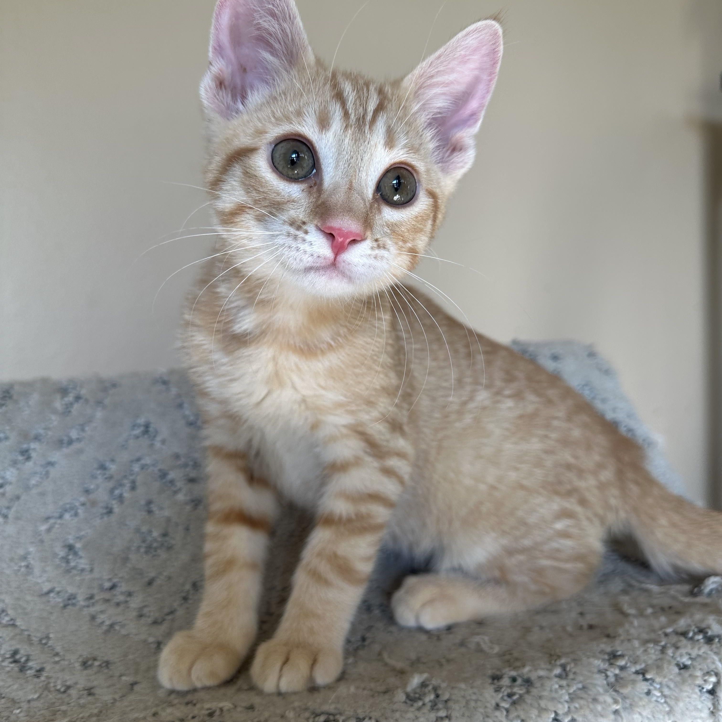 Enlarge Arc Cutie, a Adopted Domestic Short Hair in Glendora, CA image 3/5