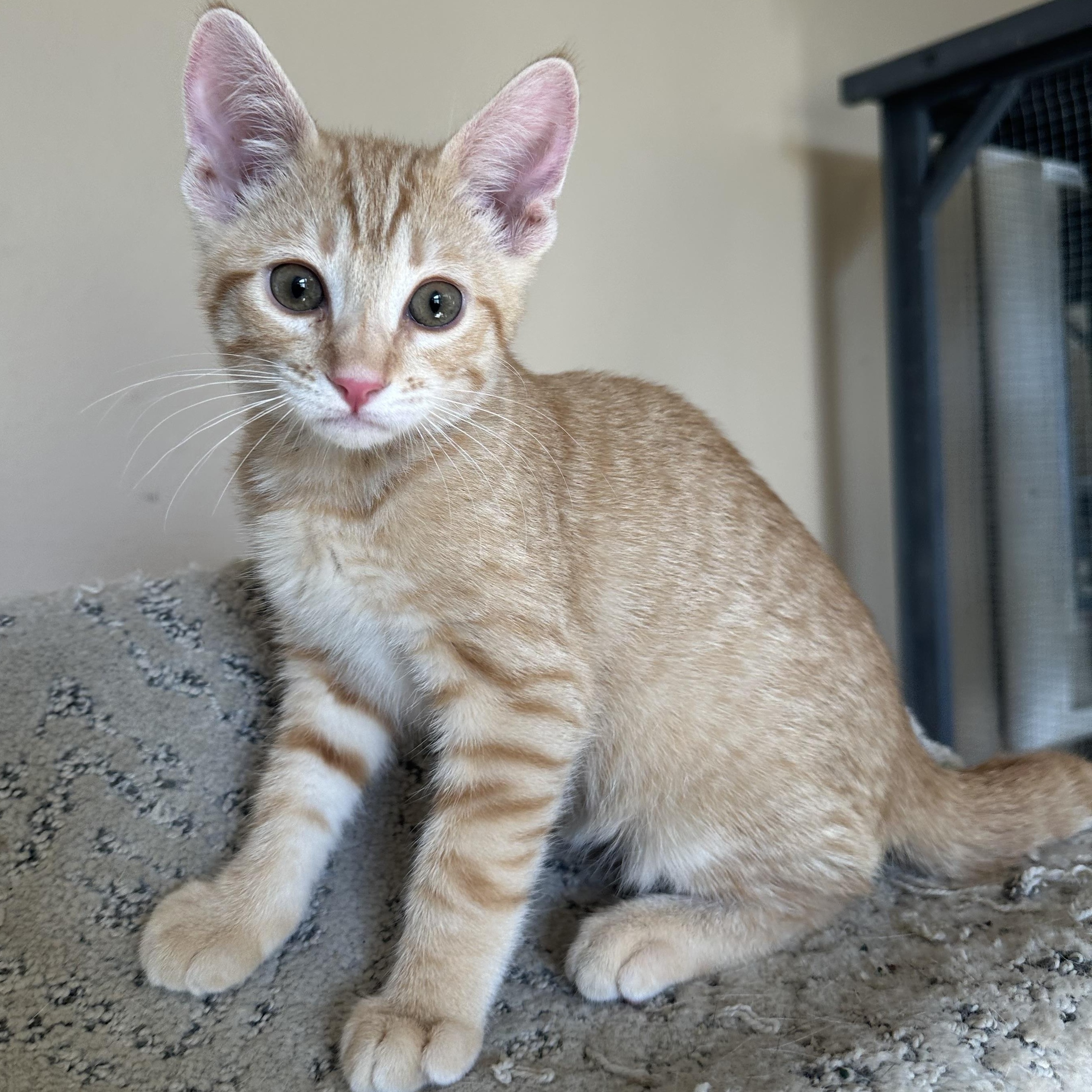 Enlarge Arc Cutie, a Adopted Domestic Short Hair in Glendora, CA image 5/5