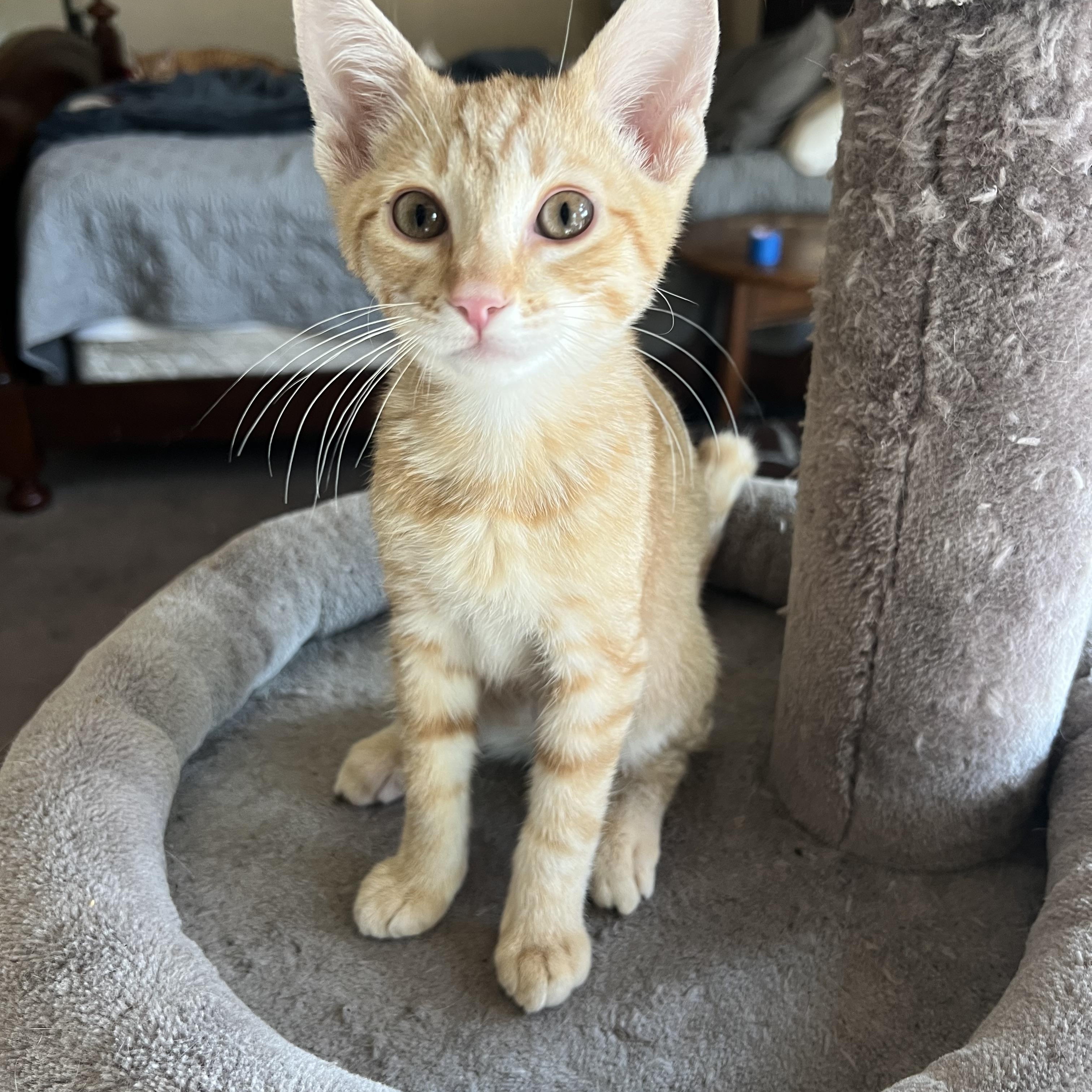 Arc Cutie, Adopted, Kitten Male Domestic Short Hair.