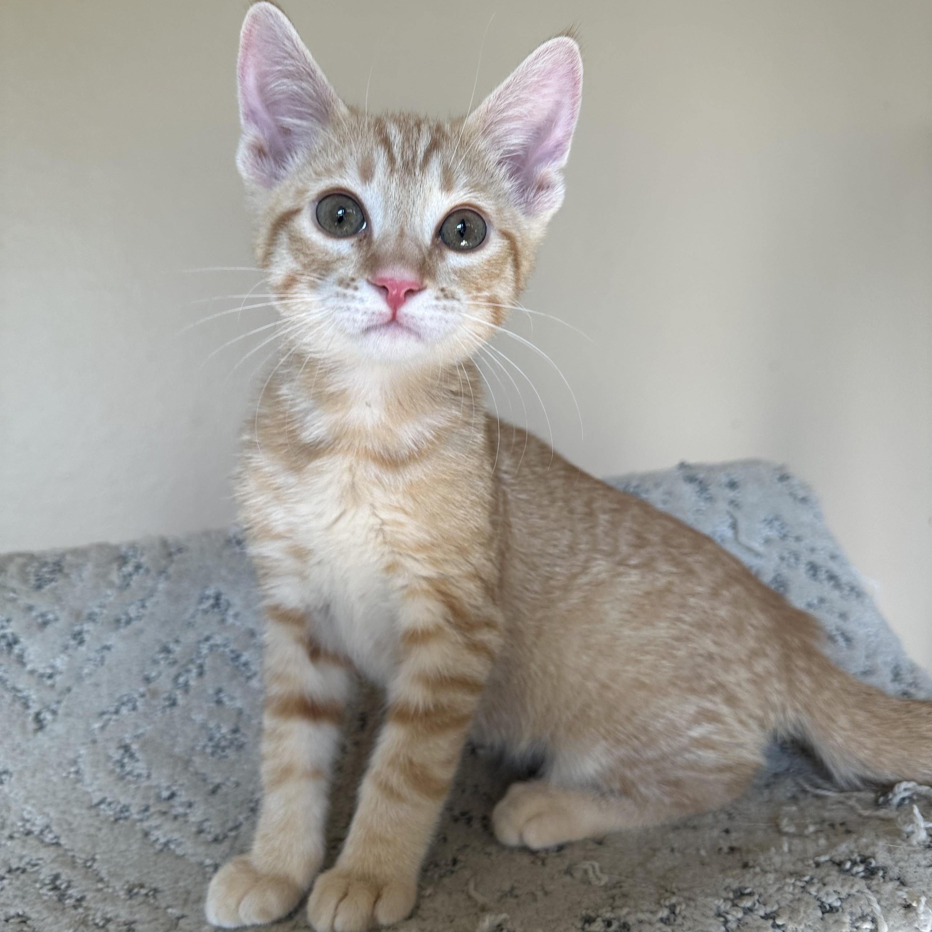 Enlarge Arc Cutie, a Adopted Domestic Short Hair in Glendora, CA image 4/5