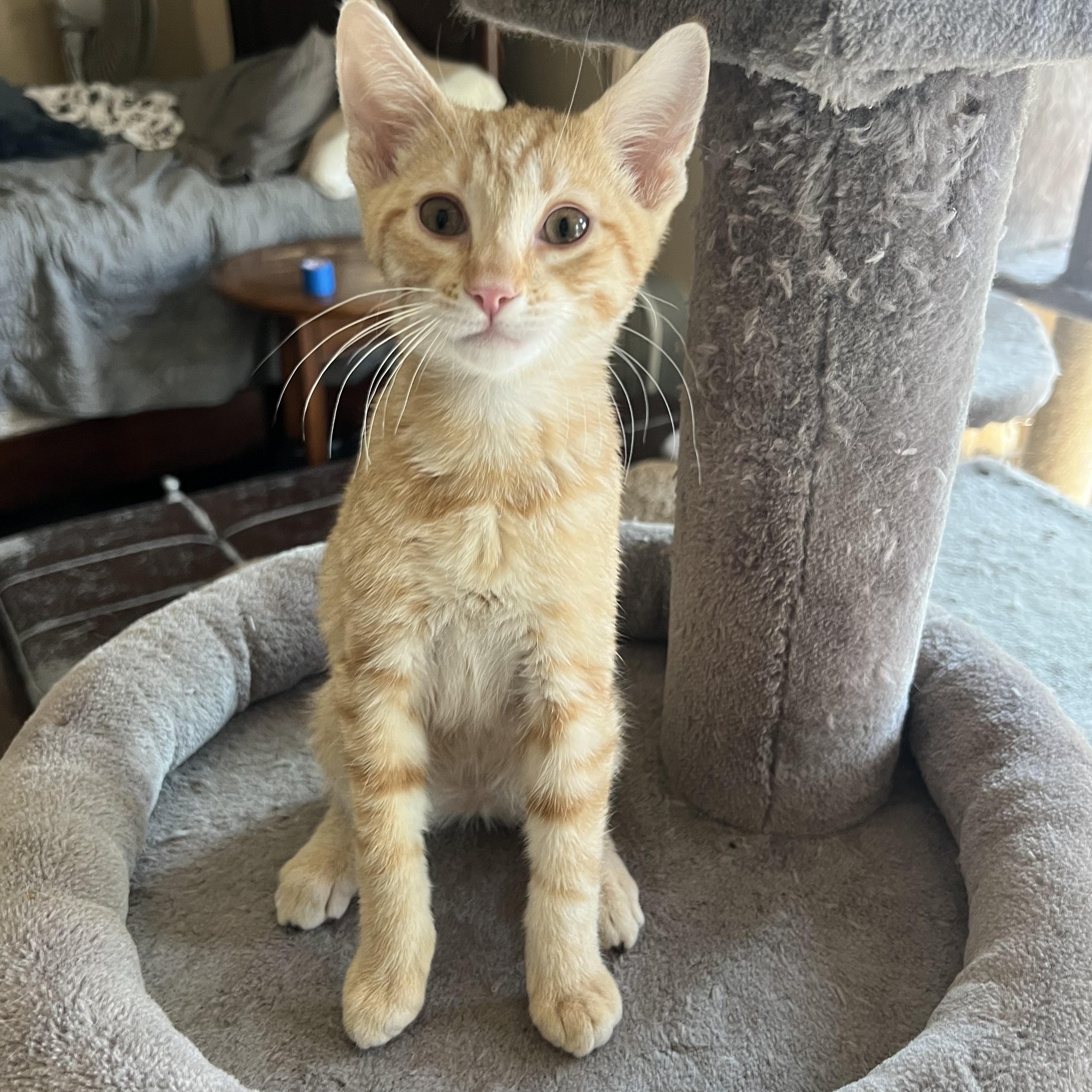 Enlarge Arc Cutie, a Adopted Domestic Short Hair in Glendora, CA image 2/5