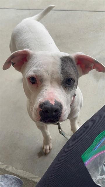 ZIGGY, Adoptable, Young Female Pit Bull Terrier.