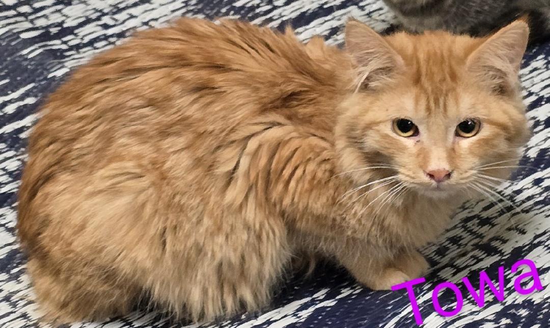 Enlarge Towa, a ADOPTABLE mixed breed in Las Cruces, NM image 2/2