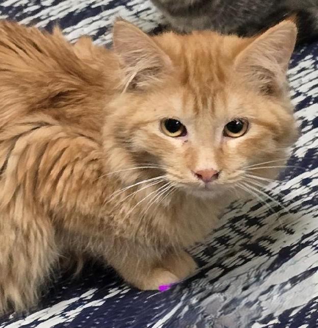 Enlarge Towa, a ADOPTABLE mixed breed in Las Cruces, NM image 1/2