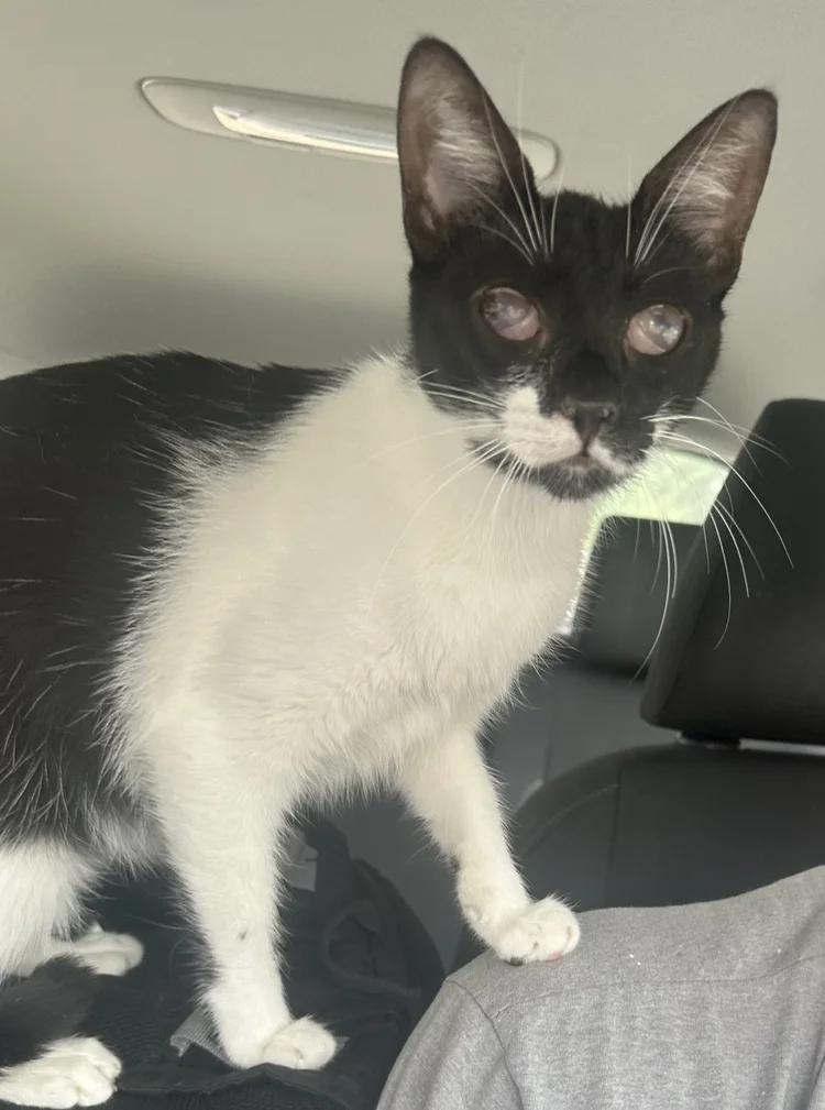 Chrissy, a Adopted Domestic Short Hair in Pittsburgh, PA image 1/2