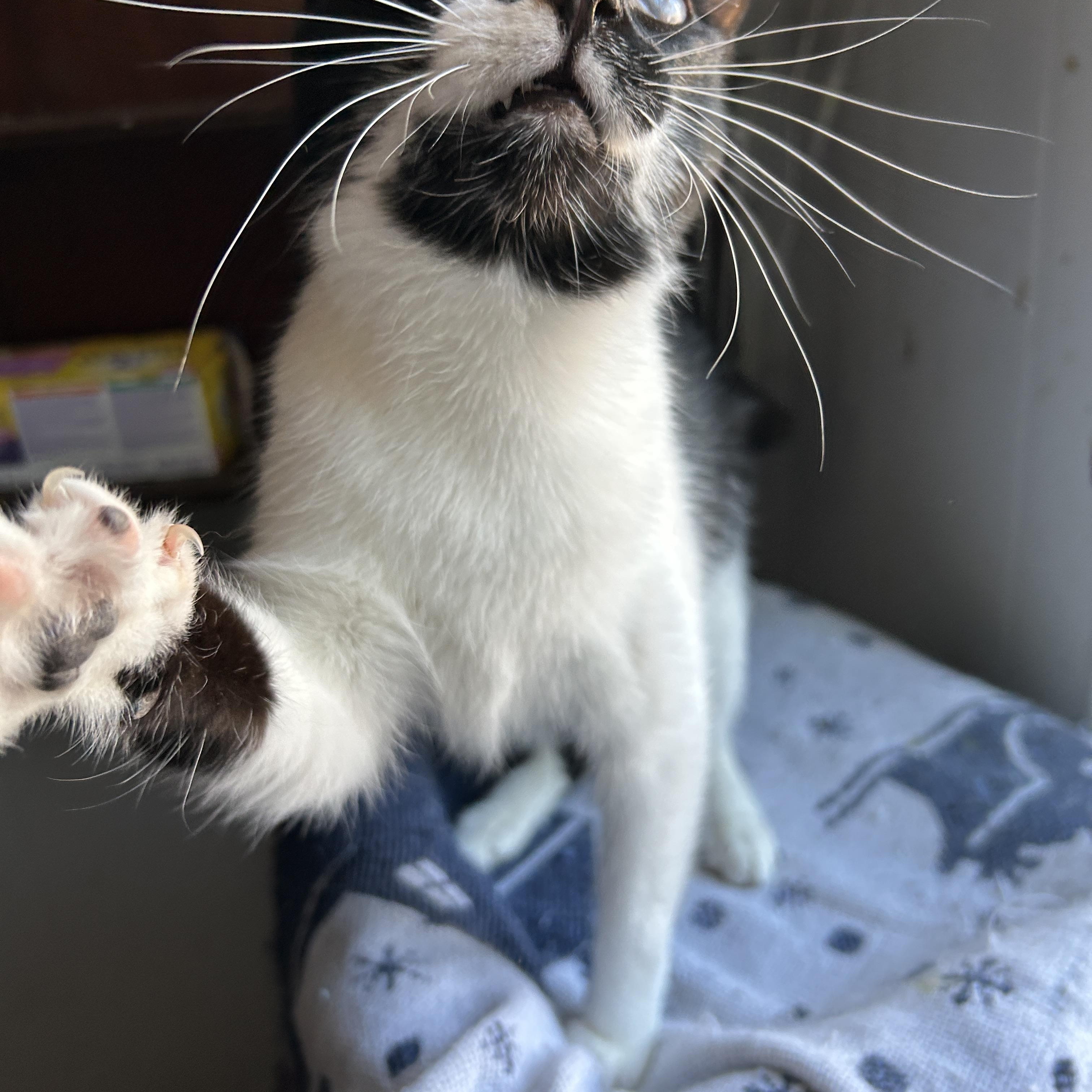 Chrissy, a Adopted Domestic Short Hair in Pittsburgh, PA image 2/2