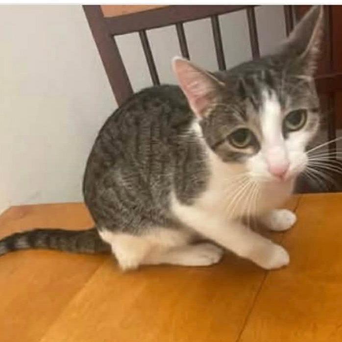 Emily 22245, Adoptable, Adult Female Domestic Short Hair.