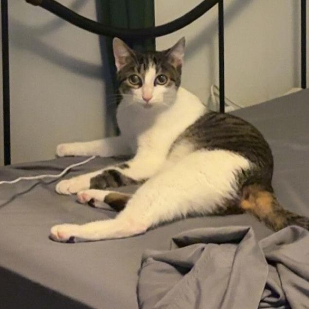 Enlarge Emily 22245, a Adoptable Domestic Short Hair in Minneapolis, MN image 2/3