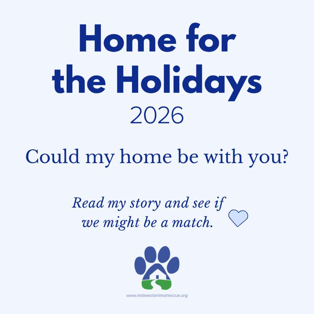 Enlarge Emily 22245, a Adoptable Domestic Short Hair in Minneapolis, MN image 3/4