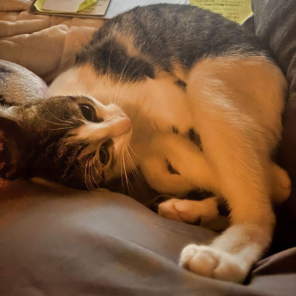 Enlarge Emily 22245, a Adoptable Domestic Short Hair in Minneapolis, MN image 3/3