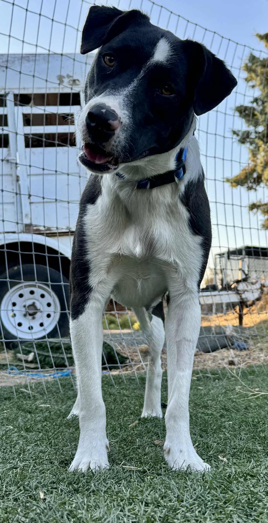 Gram, an adoptable Border Collie, Black Labrador Retriever in Bend, OR, 97702 | Photo Image 5