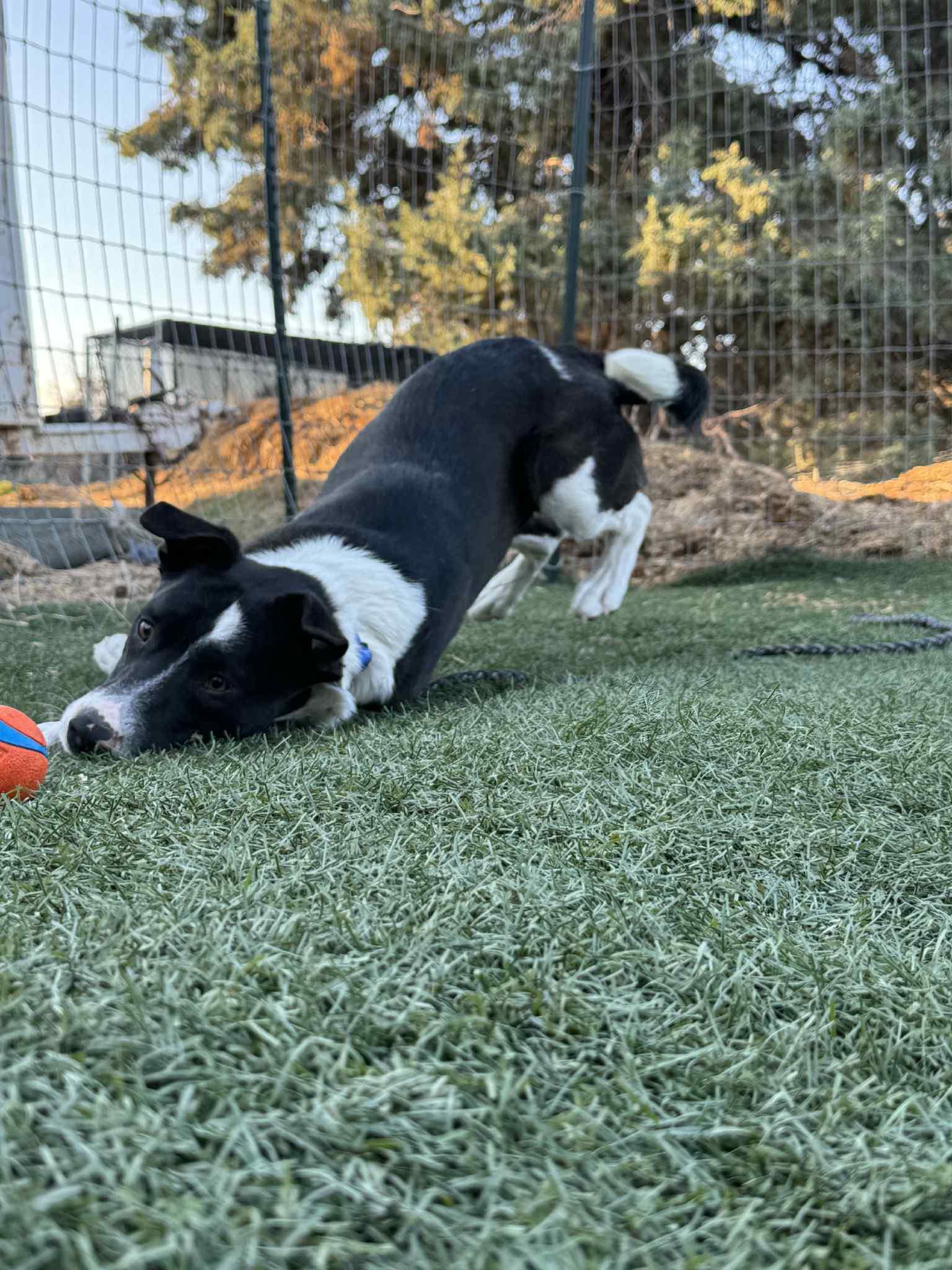 Gram, an adoptable Border Collie, Black Labrador Retriever in Bend, OR, 97702 | Photo Image 4