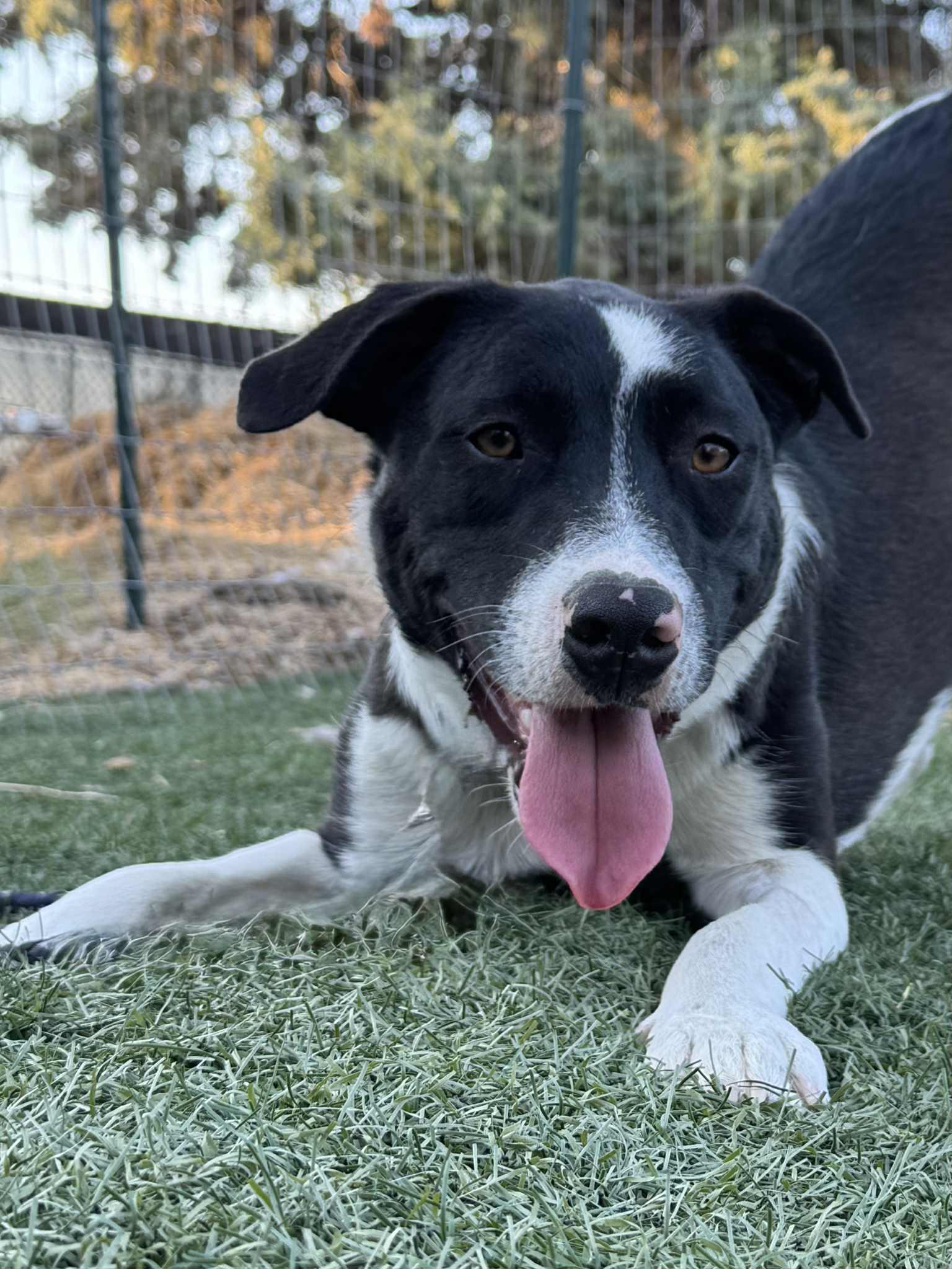 Gram, an adoptable Border Collie, Black Labrador Retriever in Bend, OR, 97702 | Photo Image 3