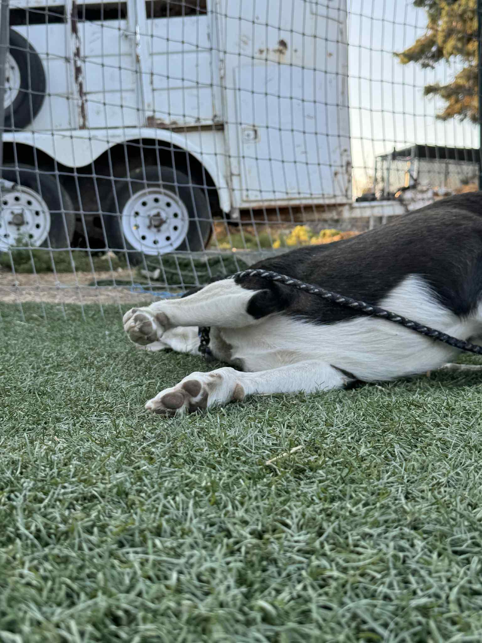 Gram, a Adoptable mixed breed in Bend, OR image 6/6