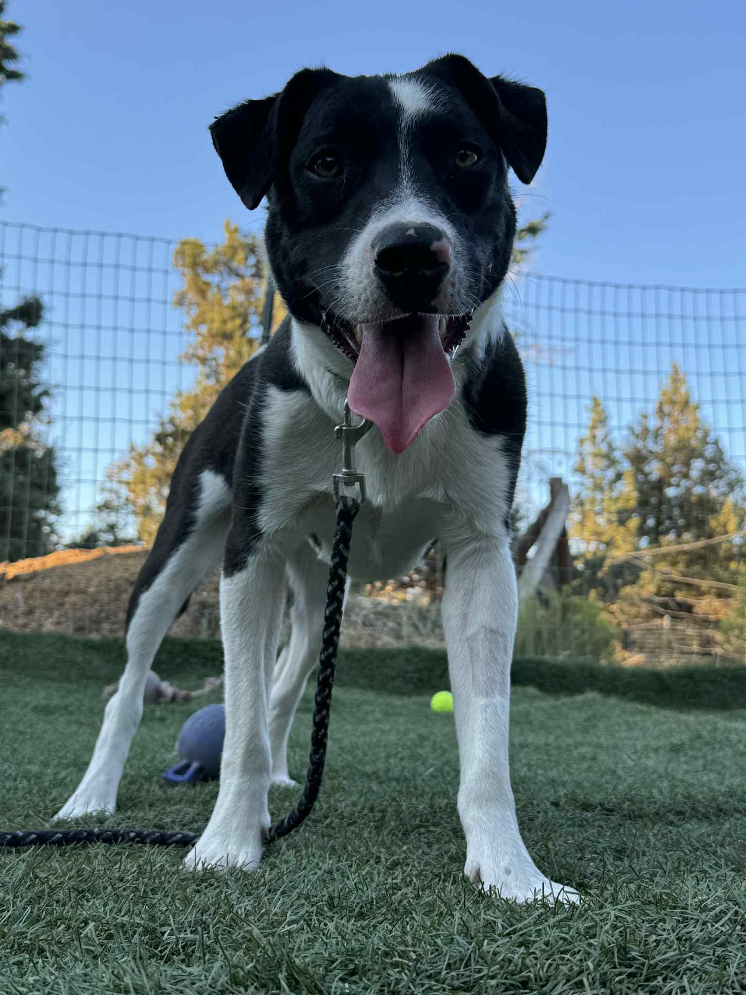 Gram, an adoptable Border Collie, Black Labrador Retriever in Bend, OR, 97702 | Photo Image 1
