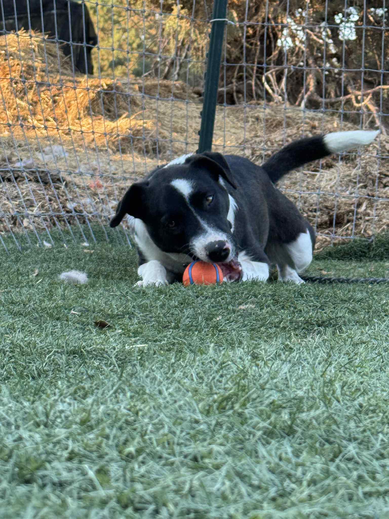 Gram, a Adoptable mixed breed in Bend, OR image 2/6
