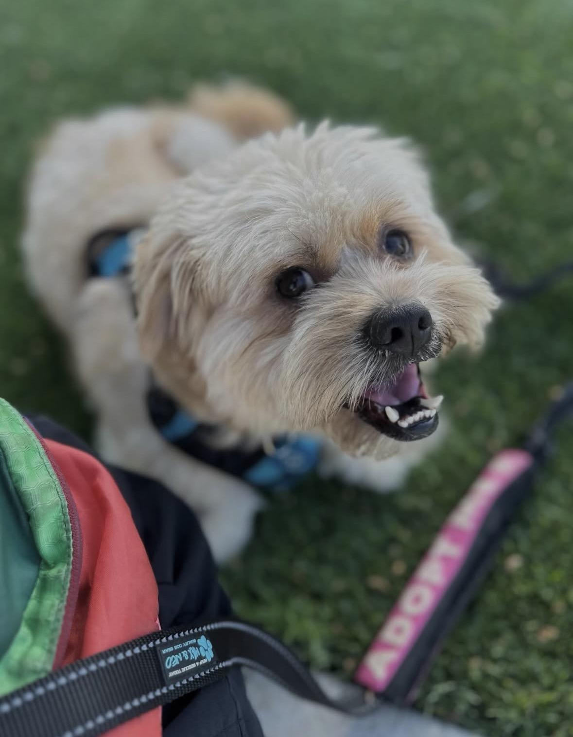 Enlarge Goofy, a Adoptable mixed breed in Pasadena, CA image 6/6