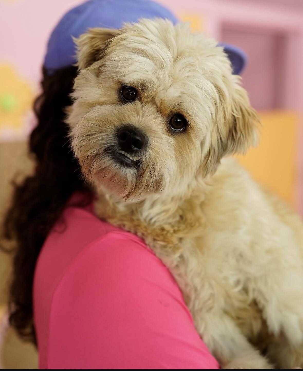 Enlarge Goofy, a Adoptable mixed breed in Pasadena, CA image 3/6
