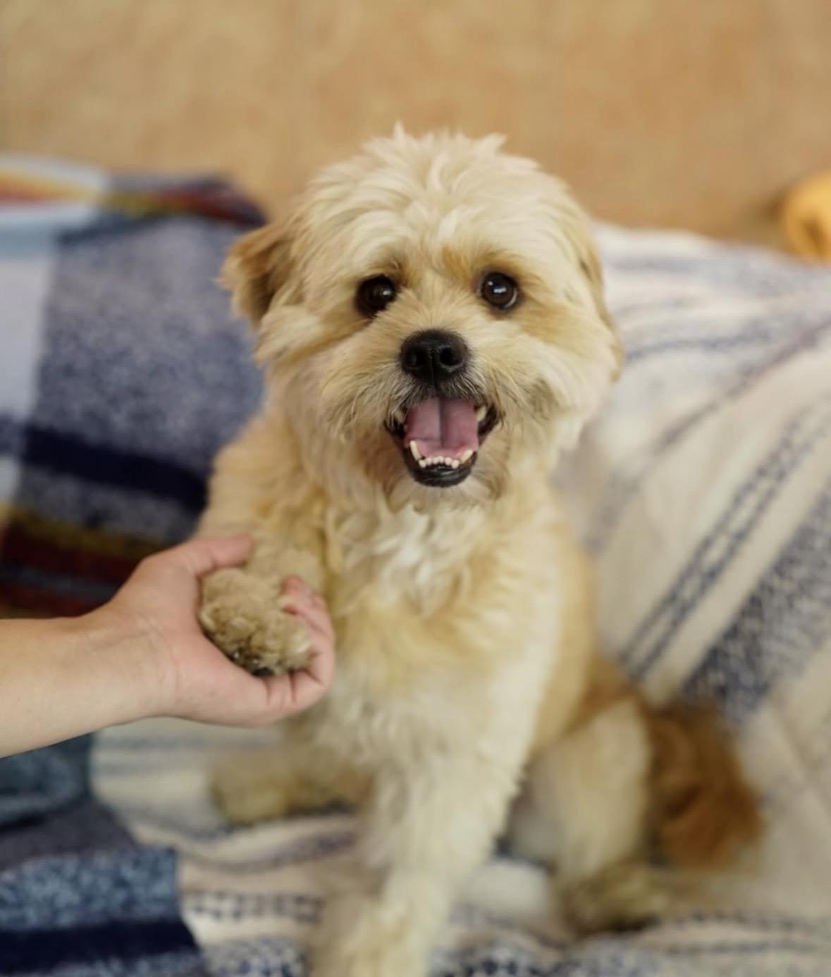 Goofy, Adoptable, Adult Male Havanese.
