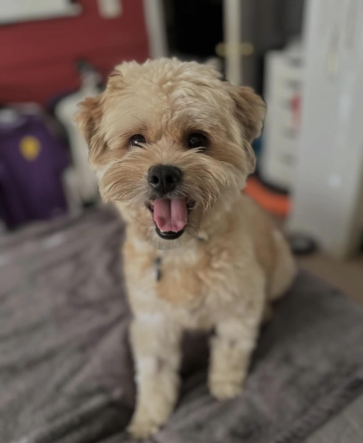 Enlarge Goofy, a Adoptable mixed breed in Pasadena, CA image 5/6
