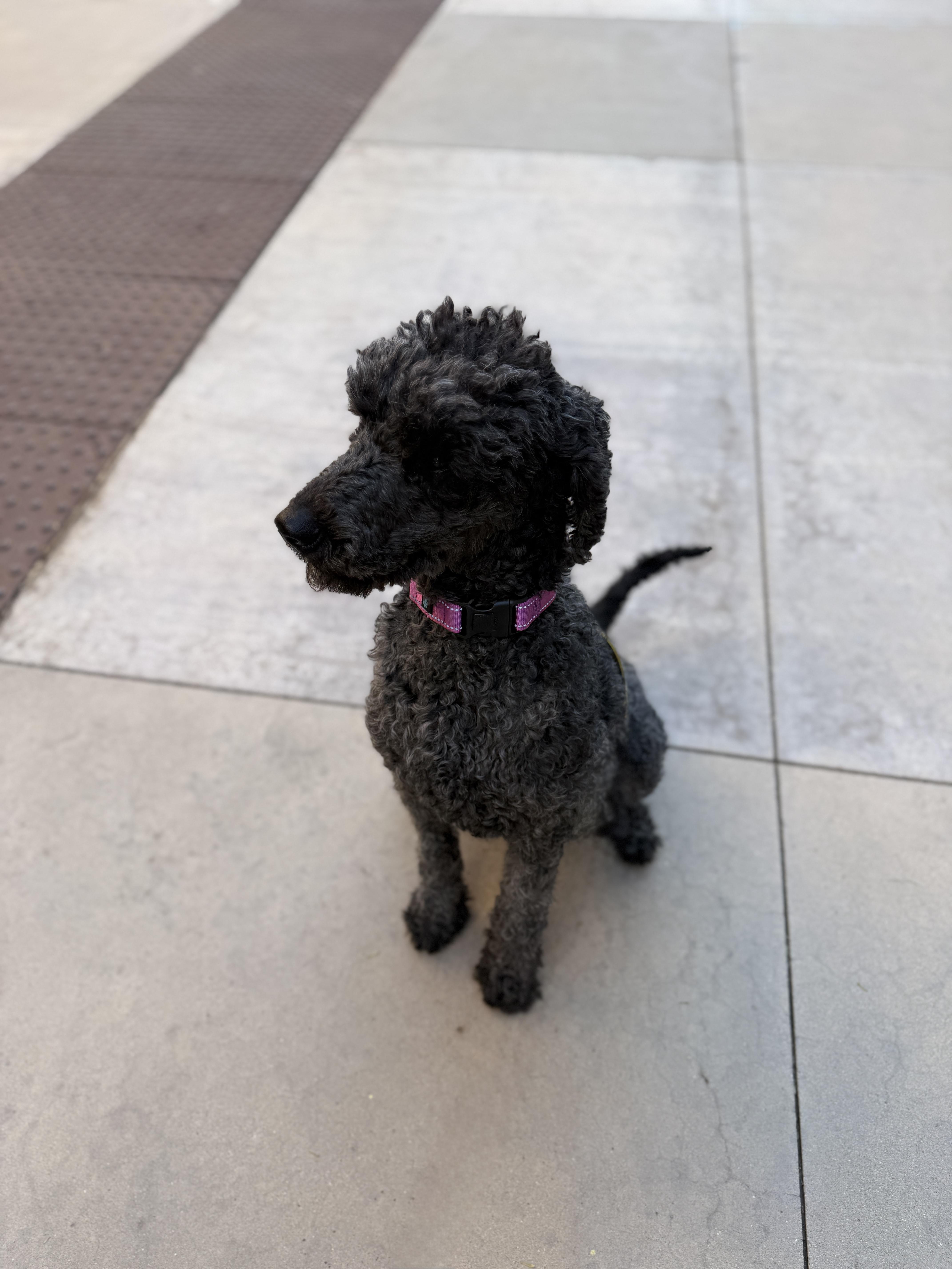 Enlarge Star 4121, an adopted Labradoodle in Phoenix, AZ image 3/5