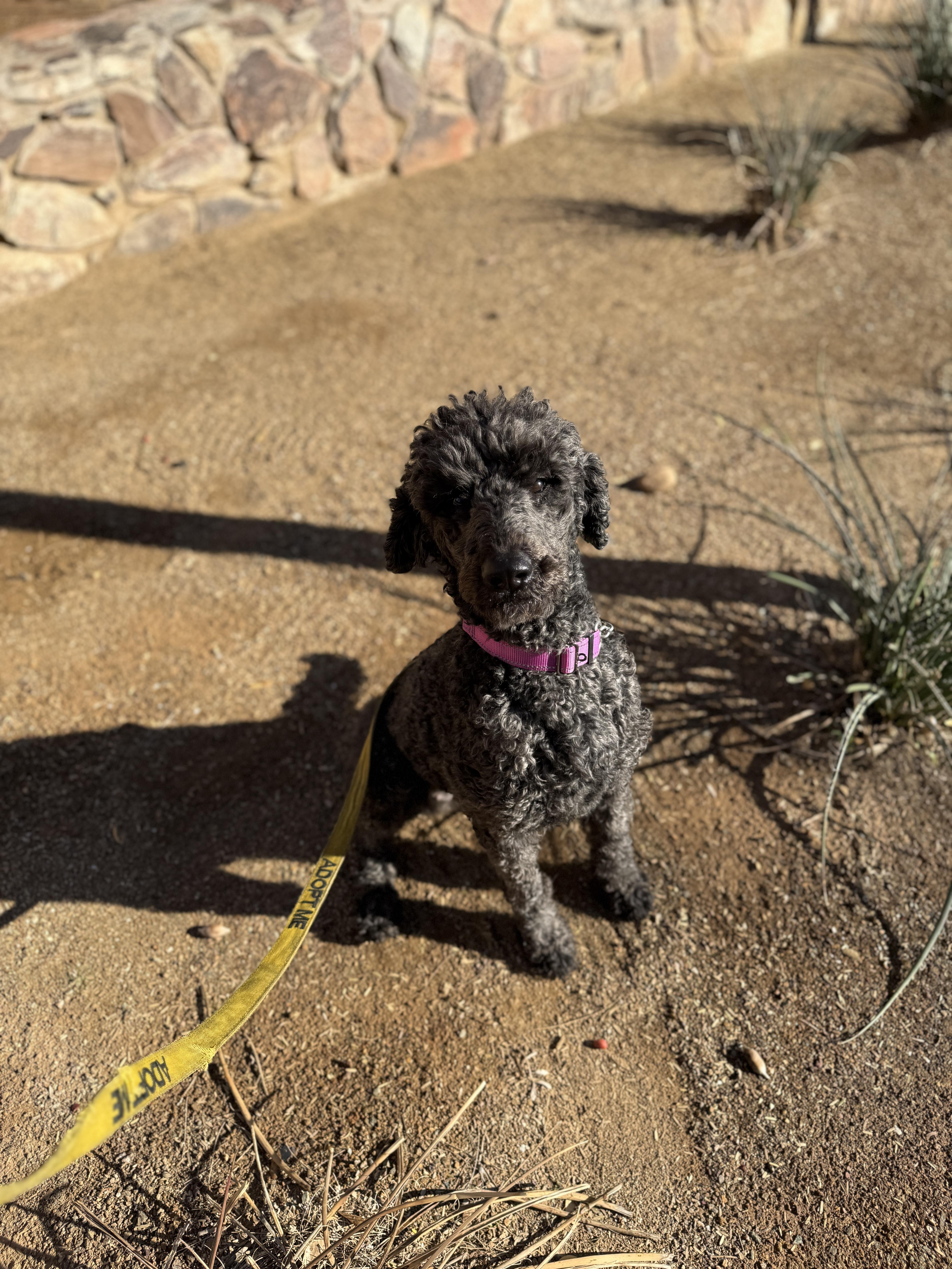 Enlarge Star 4121, an adopted Labradoodle in Phoenix, AZ image 4/5
