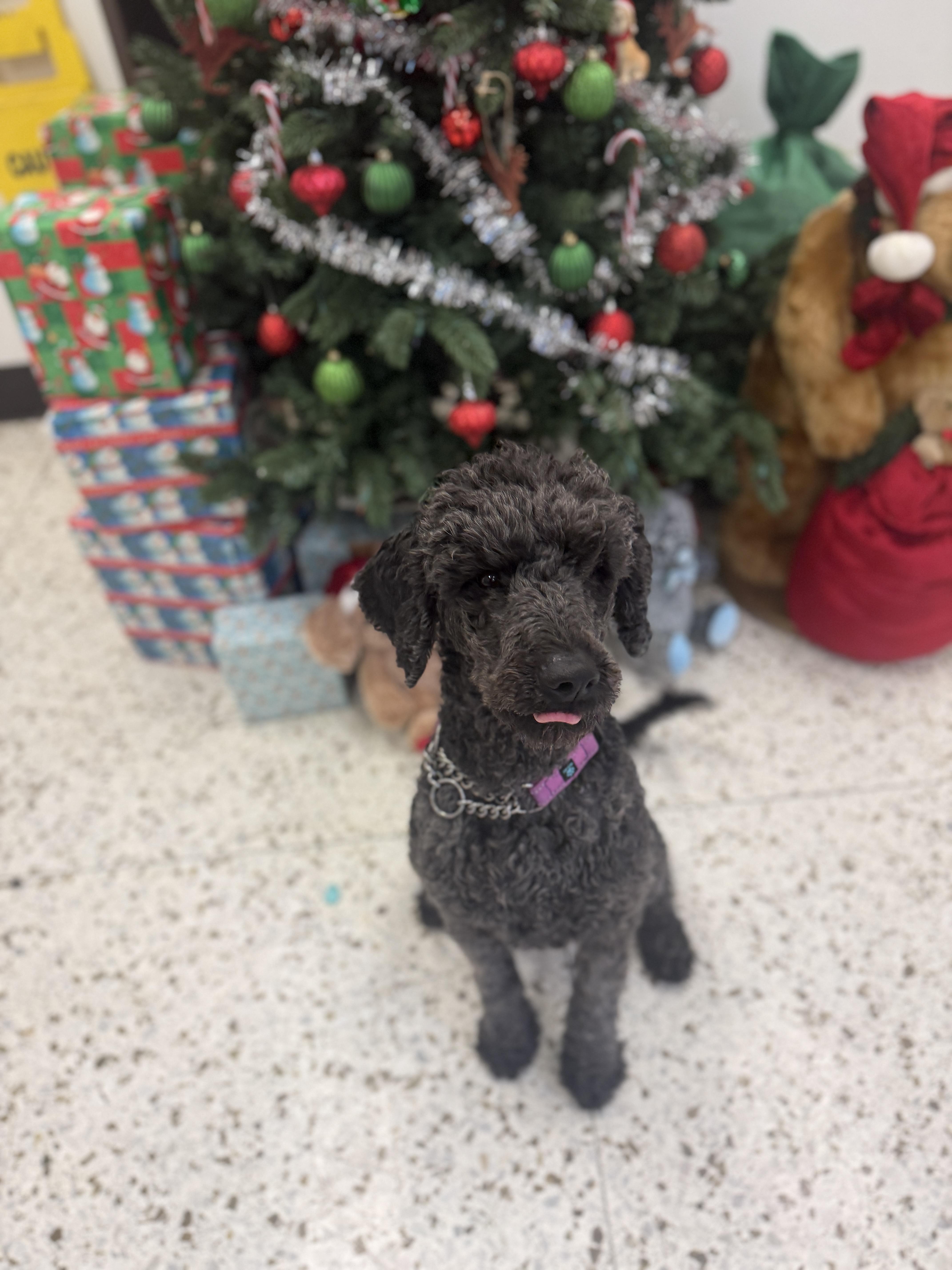 Star 4121, adopted, Adult Female Labradoodle.
