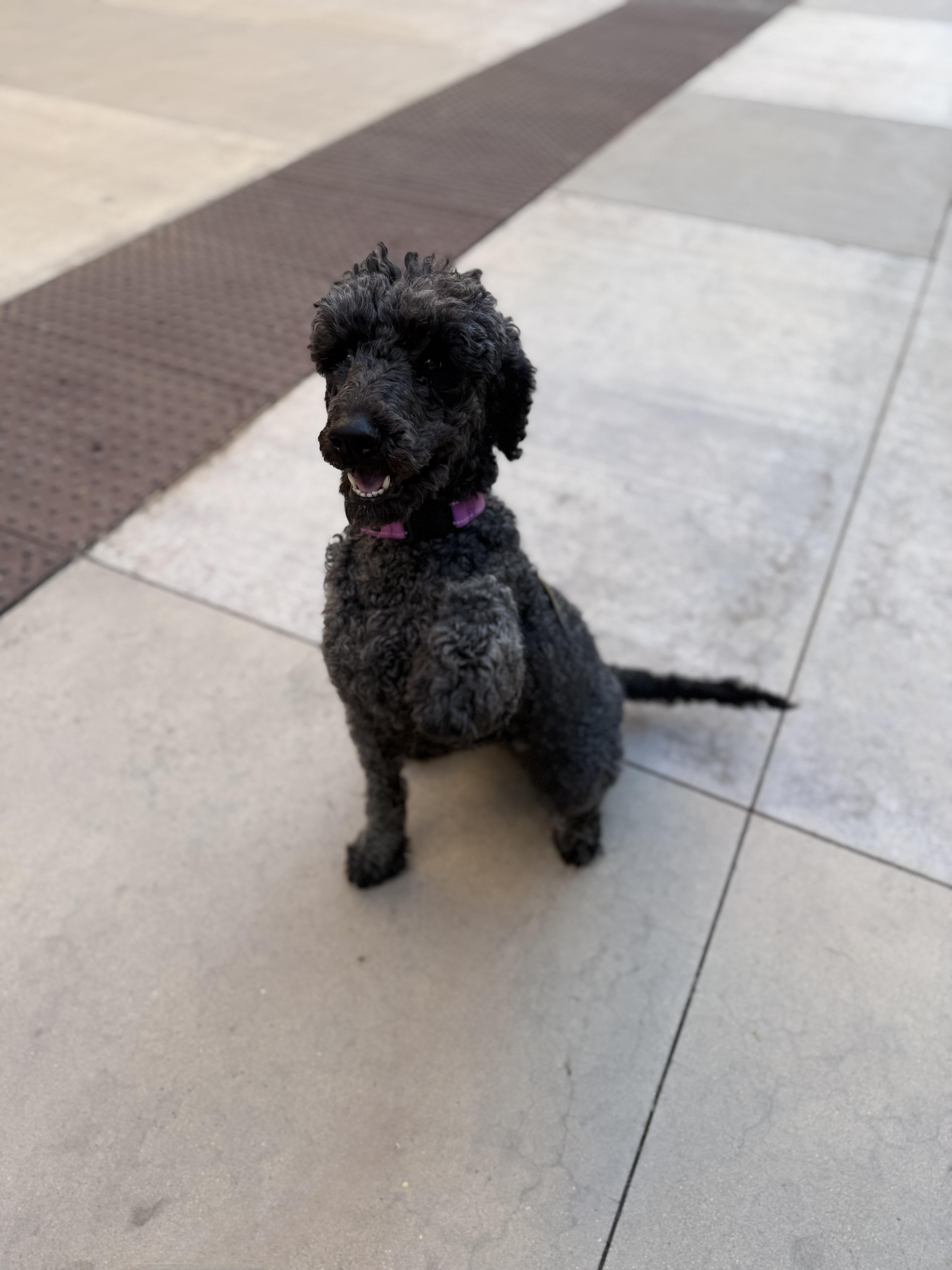 Enlarge Star 4121, an adopted Labradoodle in Phoenix, AZ image 2/5