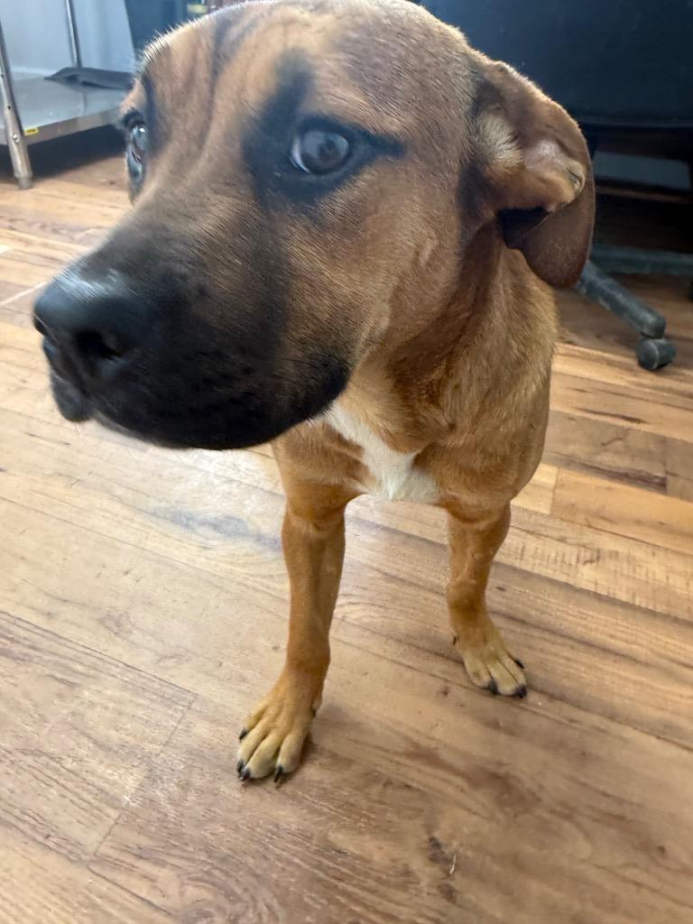 Enlarge Christley, a Adoptable mixed breed in Fayetteville, TN image 1/1