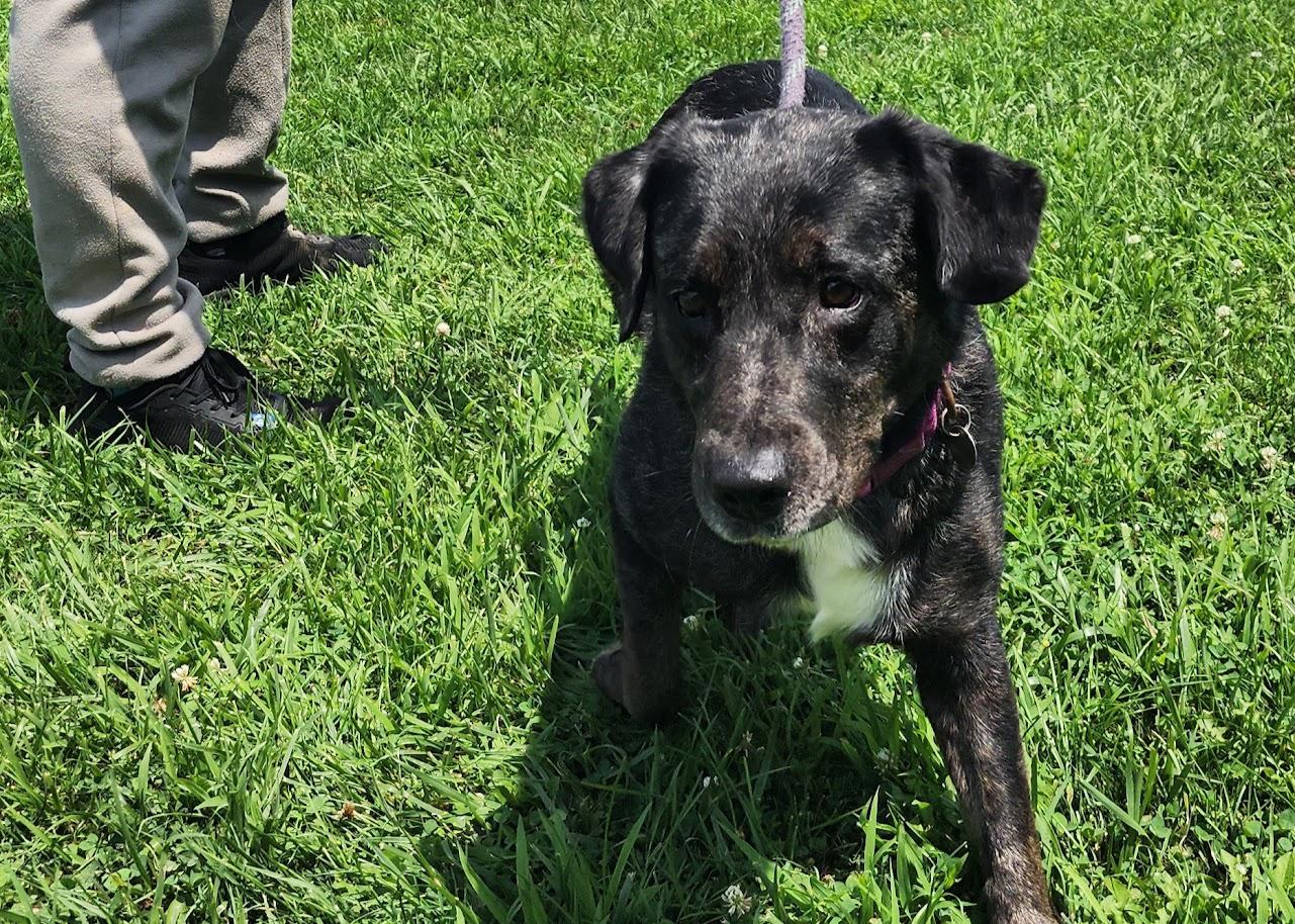 Cali 168-26, a ADOPTABLE mixed breed in Cambridge, OH image 1/4