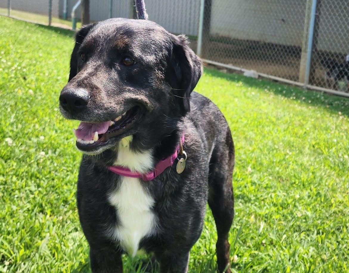 Cali 168-26, a ADOPTABLE mixed breed in Cambridge, OH image 2/4