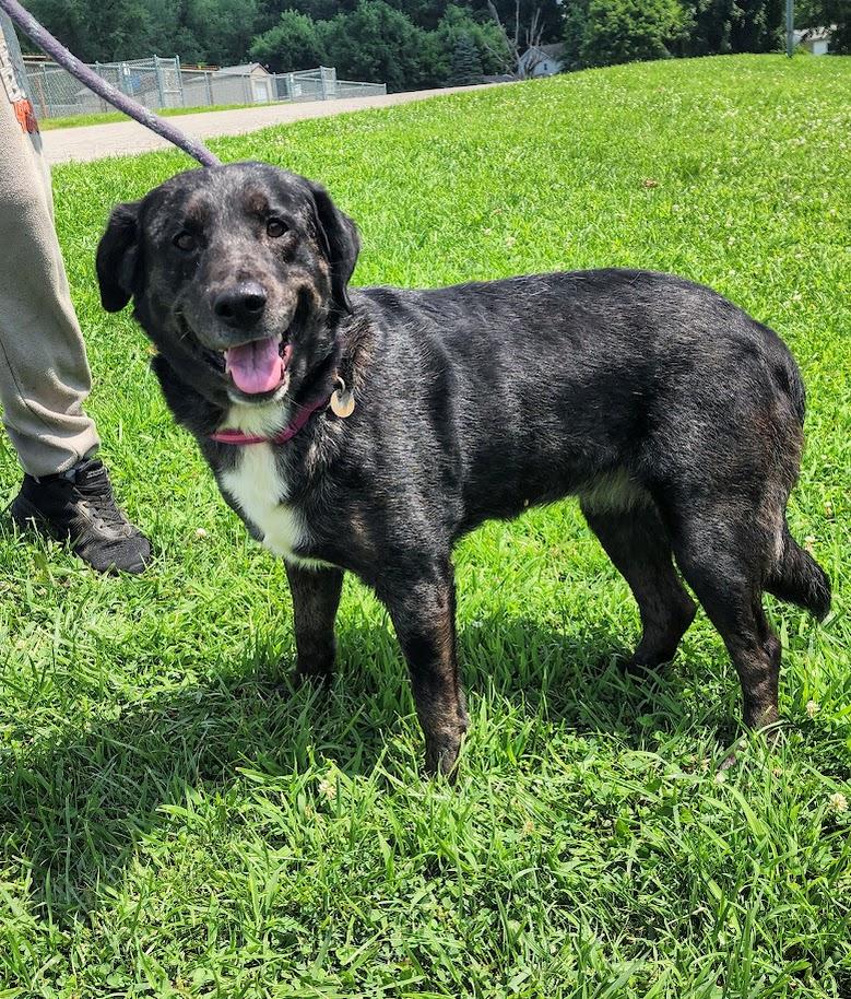 Cali 168-26, a ADOPTABLE mixed breed in Cambridge, OH image 3/4