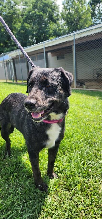 Cali 168-26, a ADOPTABLE mixed breed in Cambridge, OH image 4/4