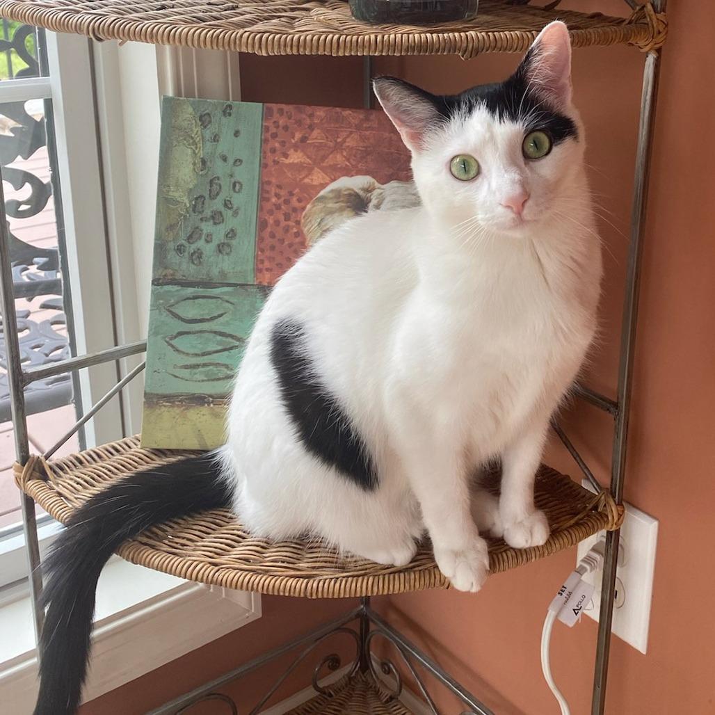 Enlarge Jasmine, a Adoptable Domestic Short Hair in Berkeley Springs, WV image 1/1