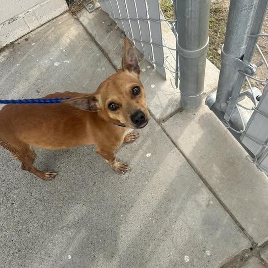Enlarge 26-371, a Adoptable Chihuahua in Los Banos, CA image 1/1